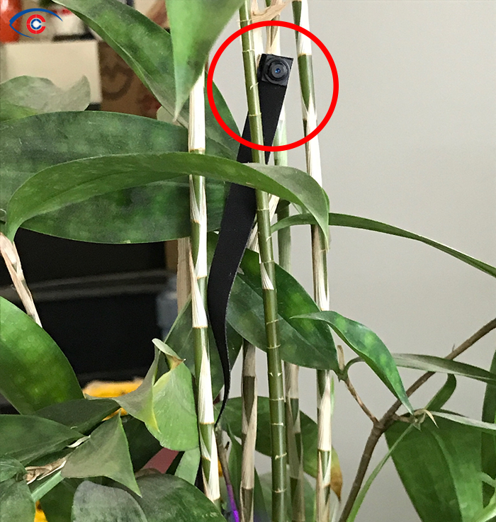Camera ngụy trang wifi trên cây xanh